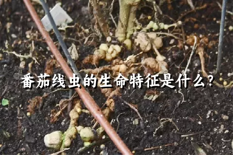 番茄线虫的生命特征是什么？