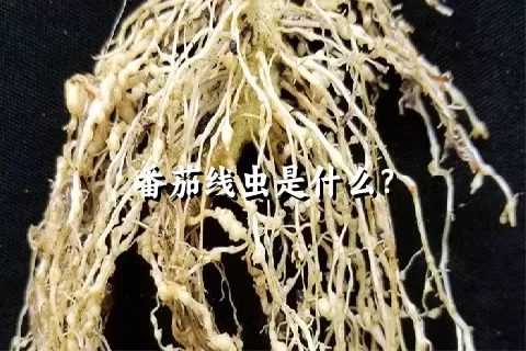 番茄线虫是什么？