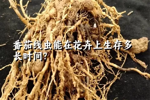 番茄线虫能在花卉上生存多长时间？