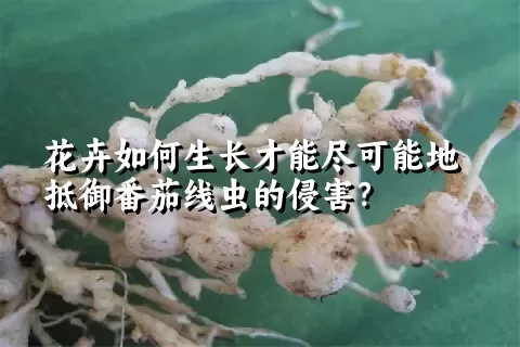 花卉如何生长才能尽可能地抵御番茄线虫的侵害？