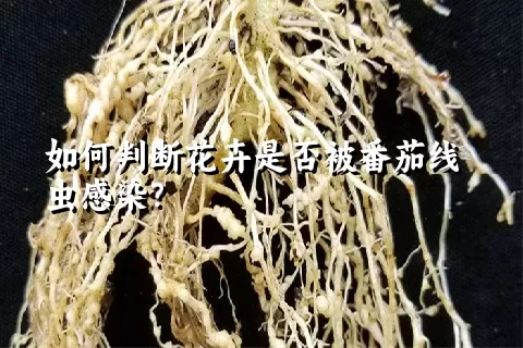 如何判断花卉是否被番茄线虫感染？