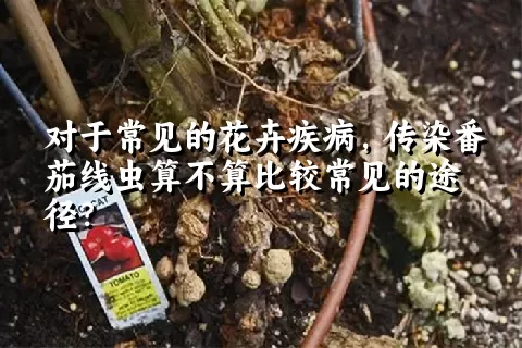 对于常见的花卉疾病，传染番茄线虫算不算比较常见的途径？