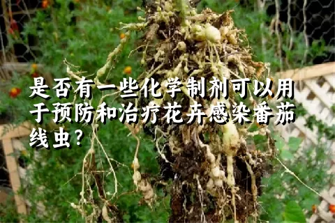 是否有一些化学制剂可以用于预防和治疗花卉感染番茄线虫？