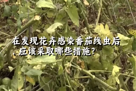 在发现花卉感染番茄线虫后，应该采取哪些措施？