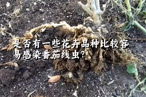 是否有一些花卉品种比较容易感染番茄线虫？