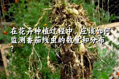 在花卉种植过程中，应该如何监测番茄线虫的数量和分布？