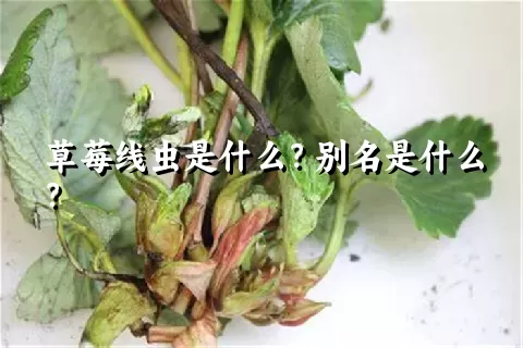 草莓线虫是什么？别名是什么？