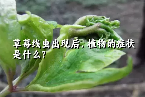 草莓线虫出现后，植物的症状是什么？