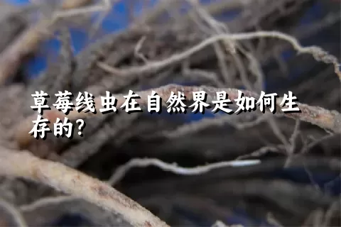 草莓线虫在自然界是如何生存的？