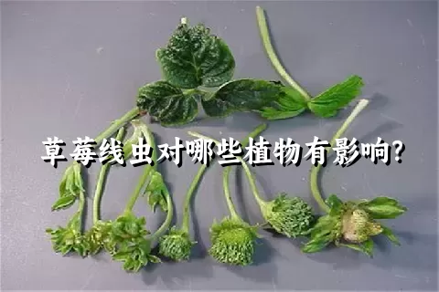 草莓线虫对哪些植物有影响？