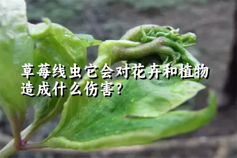 草莓线虫它会对花卉和植物造成什么伤害？