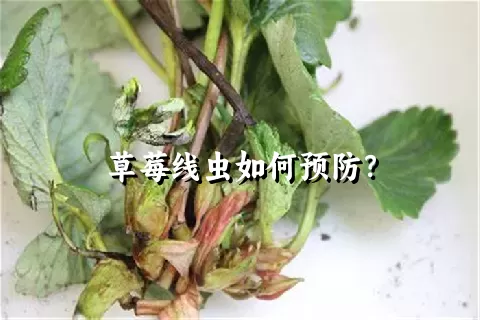 草莓线虫如何预防？