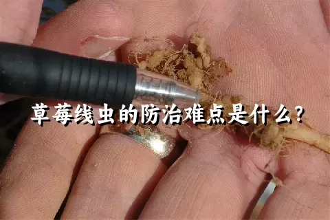 草莓线虫的防治难点是什么？