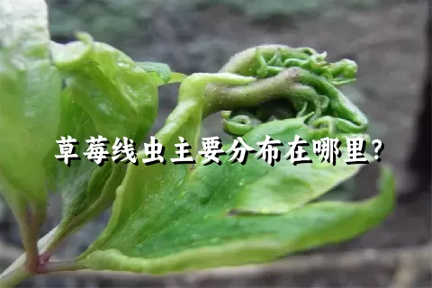 草莓线虫主要分布在哪里？