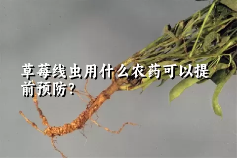 草莓线虫用什么农药可以提前预防？