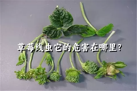 草莓线虫它的危害在哪里？