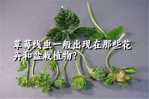 草莓线虫一般出现在那些花卉和盆栽植物？