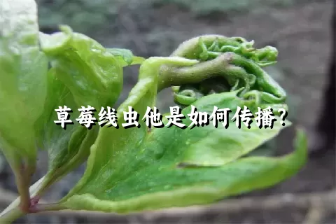 草莓线虫他是如何传播？