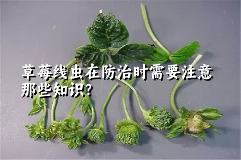 草莓线虫在防治时需要注意那些知识？