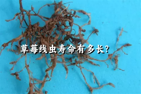 草莓线虫寿命有多长？    