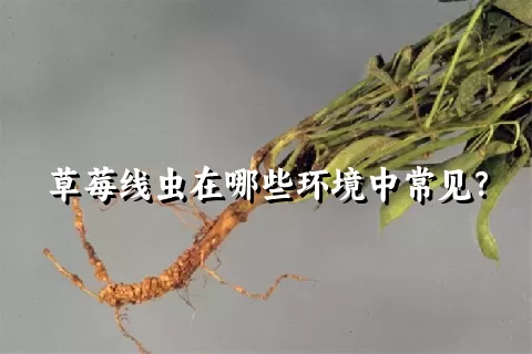 草莓线虫在哪些环境中常见？