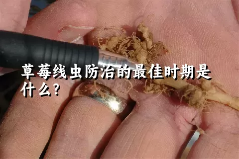 草莓线虫防治的最佳时期是什么？