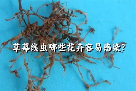 草莓线虫哪些花卉容易感染？