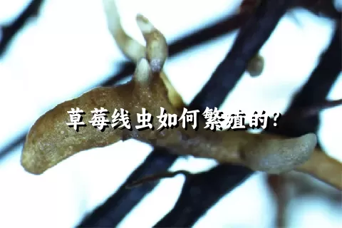 草莓线虫如何繁殖的？