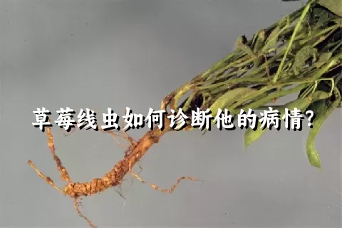 草莓线虫如何诊断他的病情？