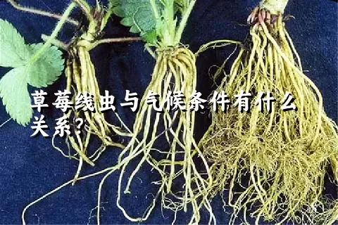 草莓线虫与气候条件有什么关系？