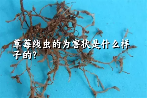 草莓线虫的为害状是什么样子的？