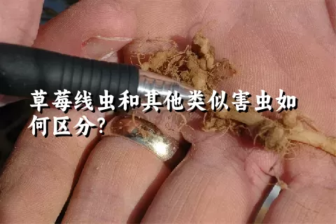 草莓线虫和其他类似害虫如何区分？