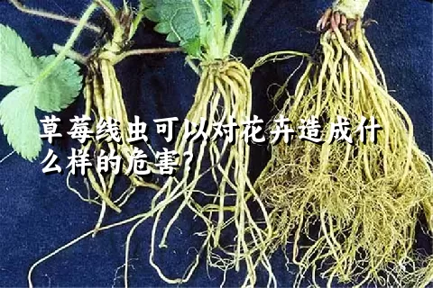 草莓线虫可以对花卉造成什么样的危害？