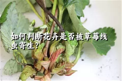 如何判断花卉是否被草莓线虫寄生？