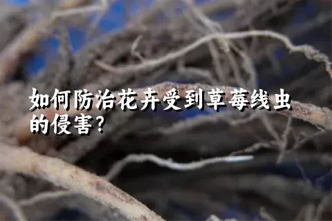 如何防治花卉受到草莓线虫的侵害？