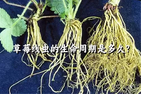 草莓线虫的生命周期是多久？