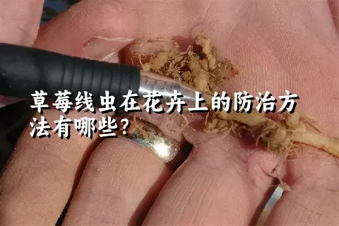 草莓线虫在花卉上的防治方法有哪些？