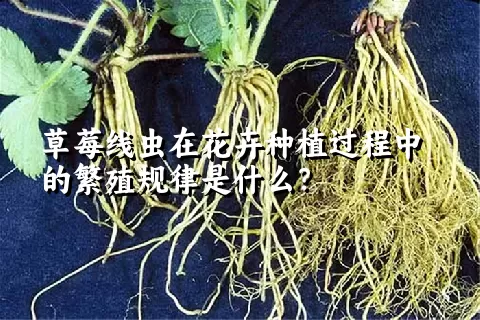 草莓线虫在花卉种植过程中的繁殖规律是什么？