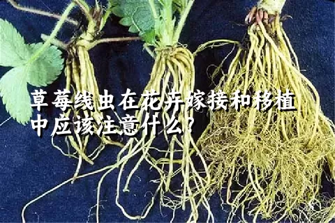 草莓线虫在花卉嫁接和移植中应该注意什么？