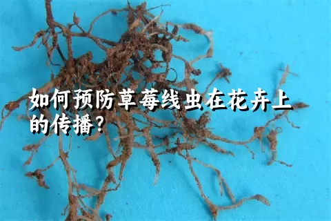 如何预防草莓线虫在花卉上的传播？