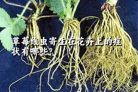 草莓线虫寄生在花卉上的症状有哪些？