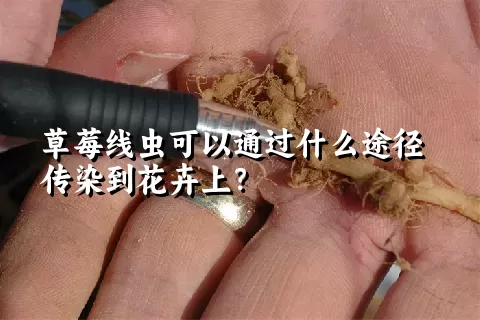 草莓线虫可以通过什么途径传染到花卉上？