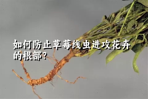 如何防止草莓线虫进攻花卉的根部？