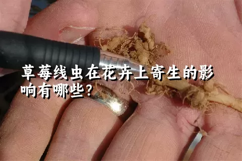 草莓线虫在花卉上寄生的影响有哪些？