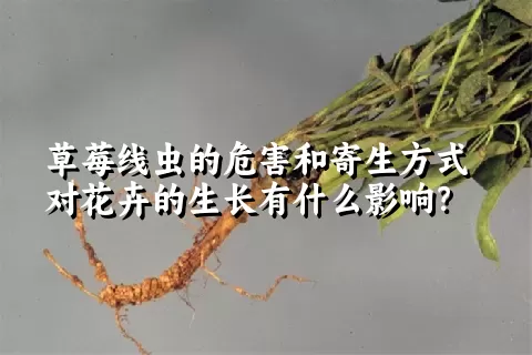 草莓线虫的危害和寄生方式对花卉的生长有什么影响？