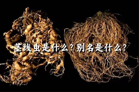 茎线虫是什么？别名是什么？