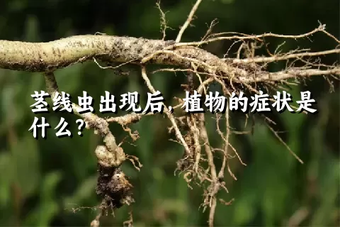 茎线虫出现后，植物的症状是什么？