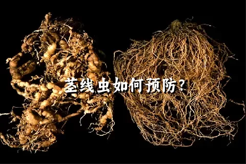 茎线虫如何预防？