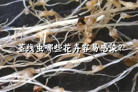 茎线虫哪些花卉容易感染？