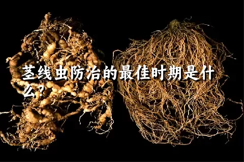 茎线虫防治的最佳时期是什么？